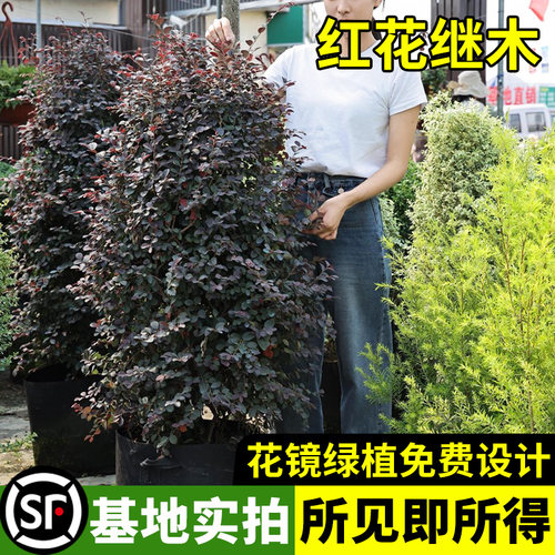 花镜绿植红花继续庭院绿化植物
