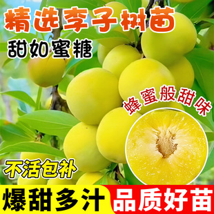 正宗蜂糖李子树苗三华脆甜新品种早熟特大嫁接南北方种植当年结果