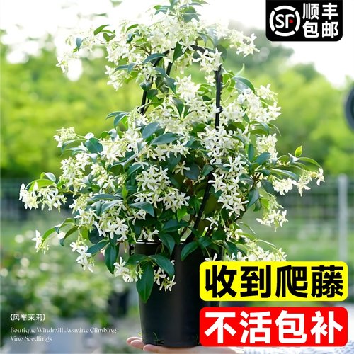 风车茉莉爬藤植物盆栽