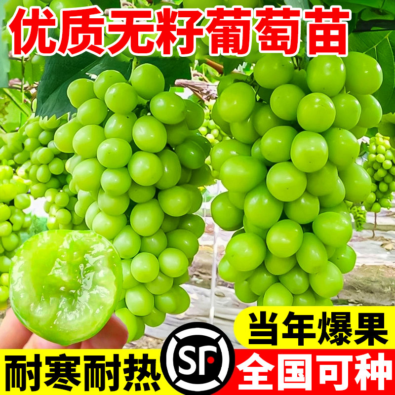 葡萄树苗阳光玫瑰嫁接盆栽葡萄果树苗南北方耐寒庭院种植无籽爬藤,鲜花速递/花卉仿真/绿植园艺,果树,淘宝优惠券,粉丝福利购,淘宝优惠卷