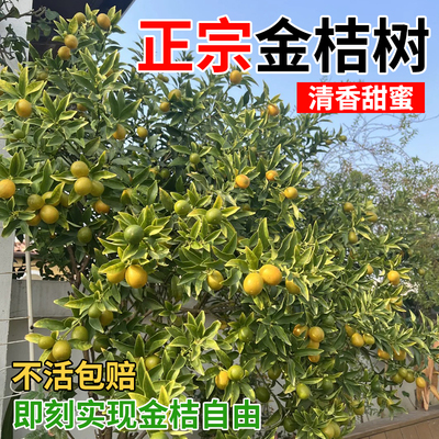 壹植沙糖桔树苗地栽盆栽柑桔果树