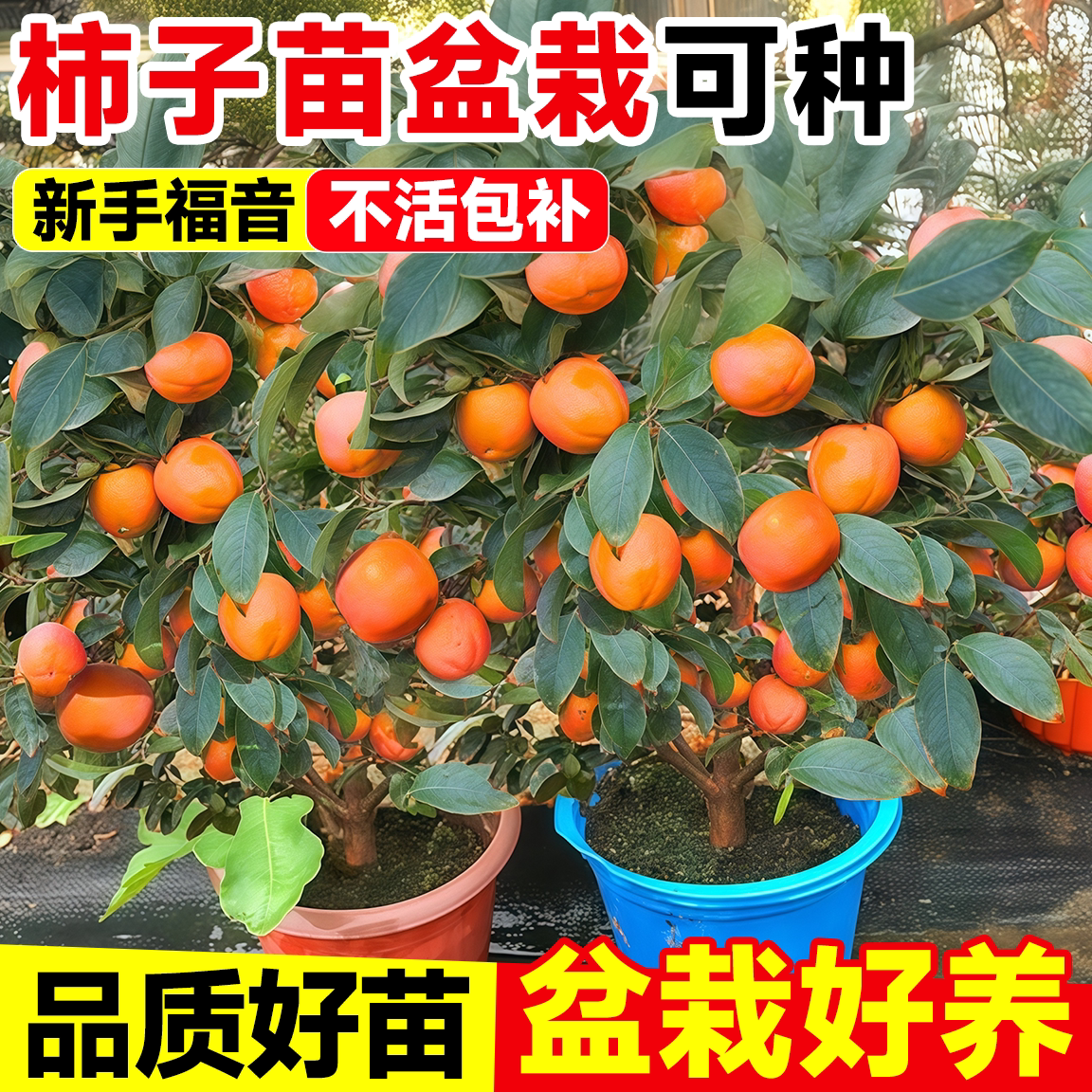柿子树果苗南北种植耐寒当年结果图片