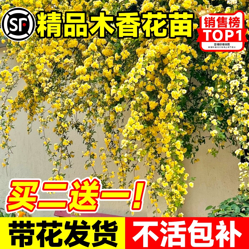 重瓣黄木香庭院爬藤植物四季开花