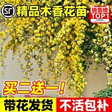 重瓣黄木香爬藤植物红白木香室内外阳台庭院花卉绿植四季开花好养