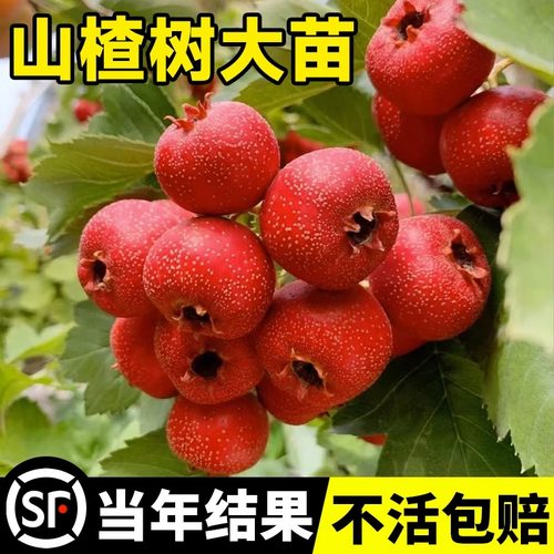 大果甜山楂果树活苗盆栽当年结果
