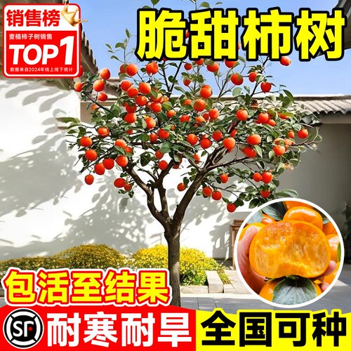 太秋脆甜柿子树苗庭院果树火晶牛心柿子树矮