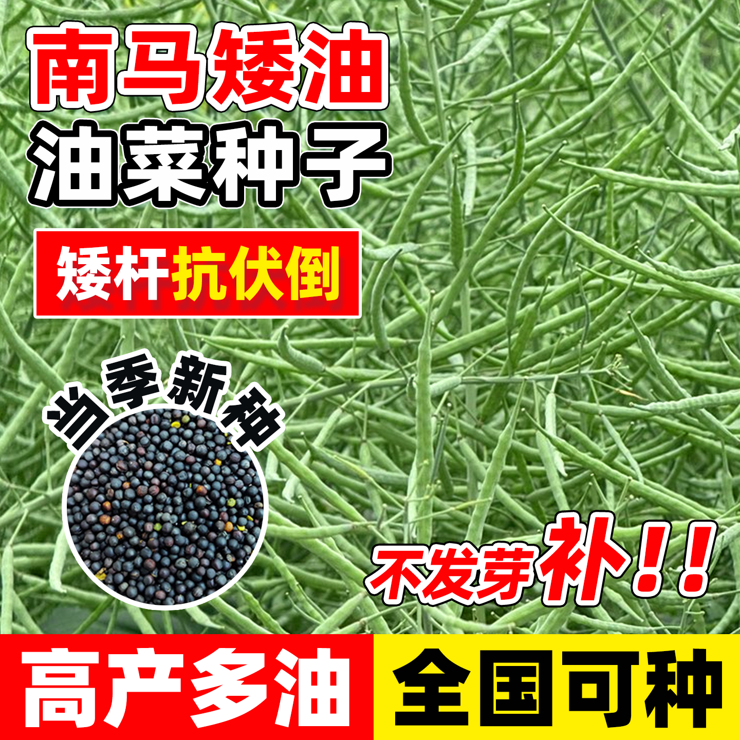 南马矮油油菜种子高产抗病矮杆抗倒油率高杂交油菜籽种油菜花种子