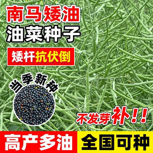 南马矮油油菜种子高产抗病矮杆抗倒油率高杂交油菜籽种油菜花种子