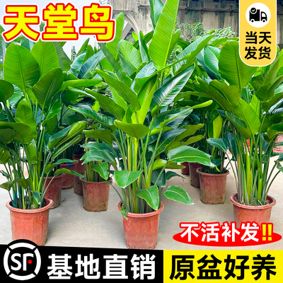 天堂鸟客厅绿植盆栽室内大型植物办公室落地四季好养花卉鹤望兰
