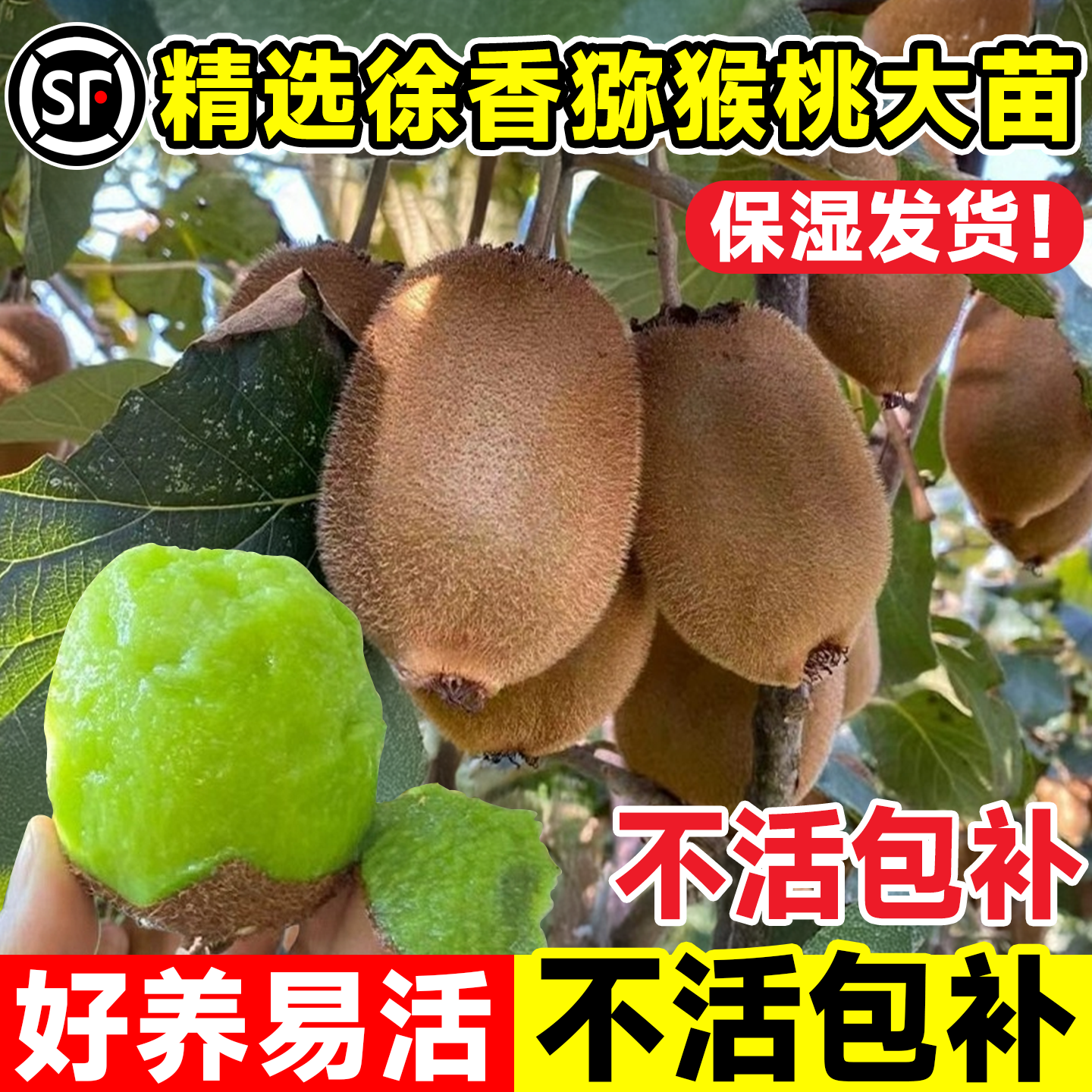 猕猴桃树果苗徐香南北方种植果苗