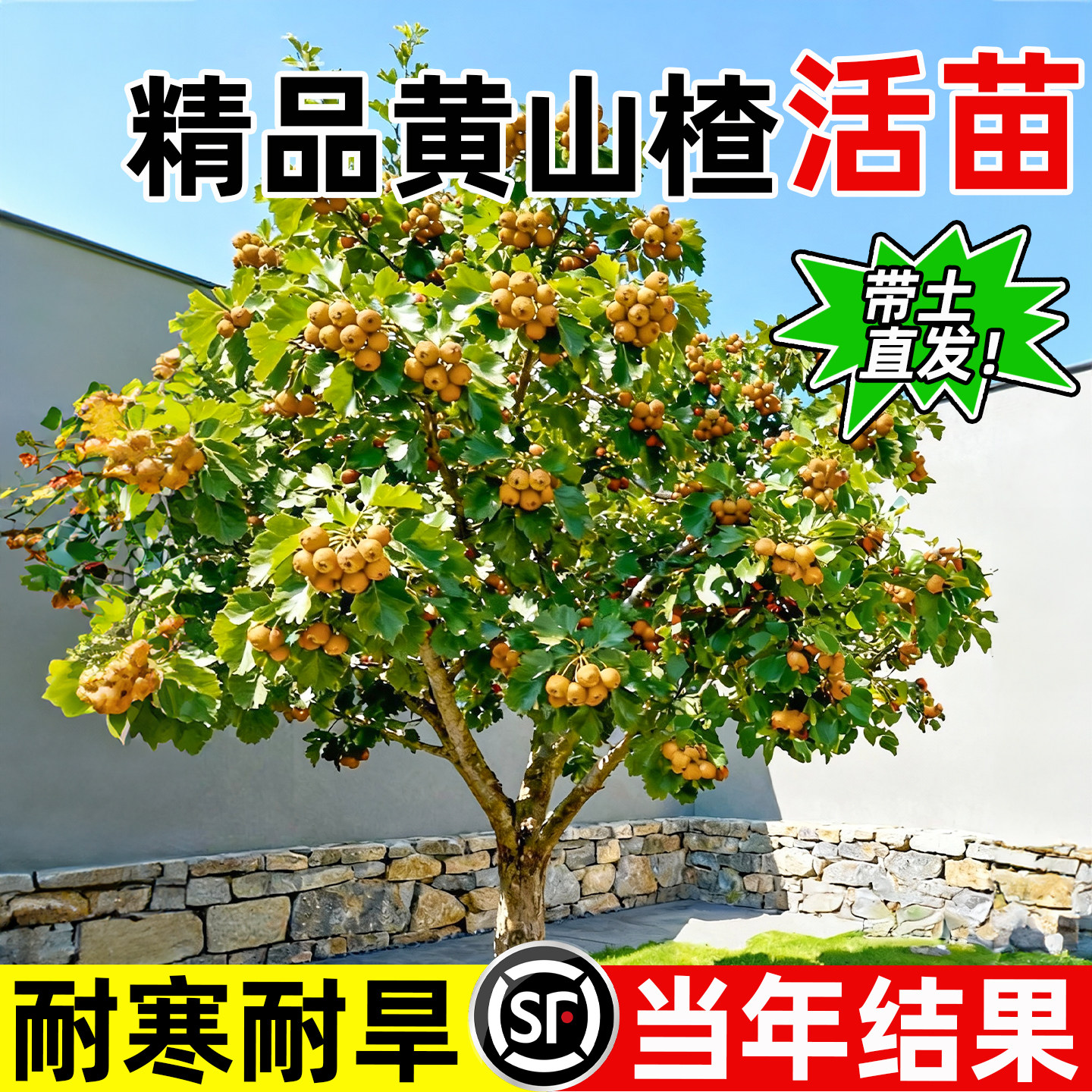 山楂树活苗嫁接金如意黄山楂大五棱四季可种庭院盆栽地栽耐寒耐旱