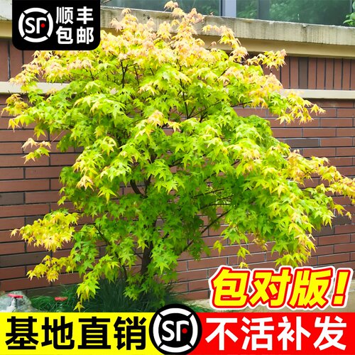 黄金枫树正宗橙之梦红枫