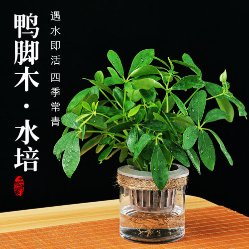 水培鸭脚木盆栽室内客厅办公室桌面绿植四季好养花卉植物净化空气