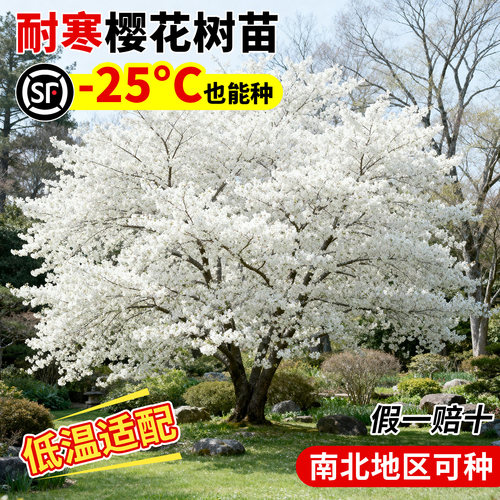 耐寒日本樱花树南北方种植早晚樱