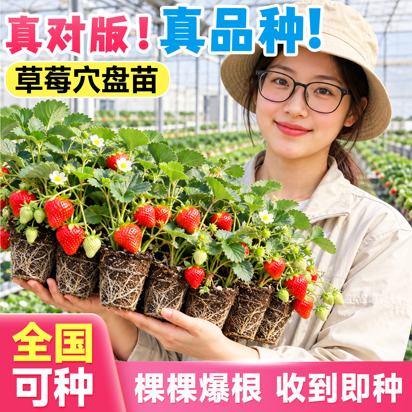 草莓苗秧穴盘苗四季盆栽结果批发高产玄玉奶油红颜可食用新水果苗