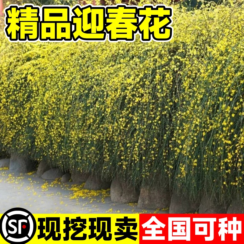 迎春花树苗庭院探春花园林绿化苗
