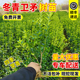冬青卫矛树苗庭院别墅地栽四季常青耐寒耐旱绿化植物苗篱笆墙植物