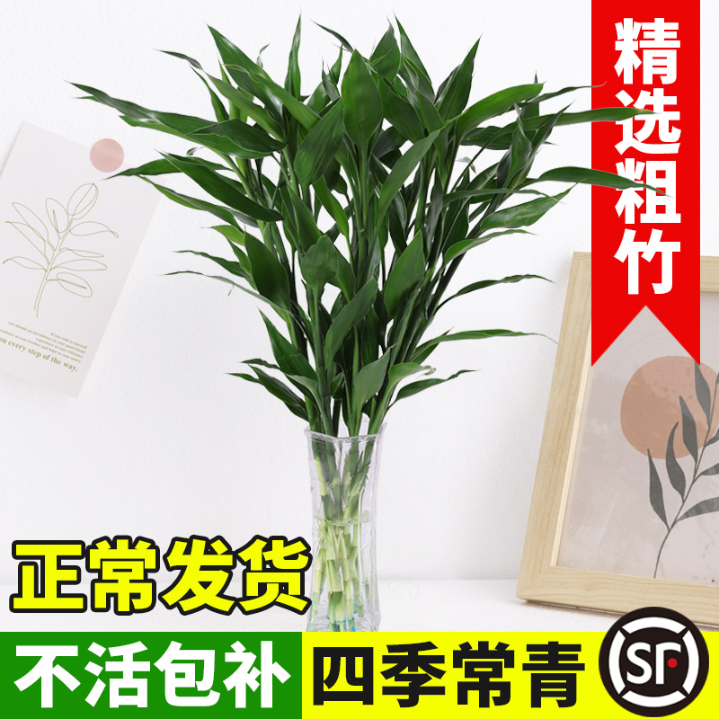 富贵竹水培植物水养发财树带根室内客厅绿植花卉盆栽招财转运竹子