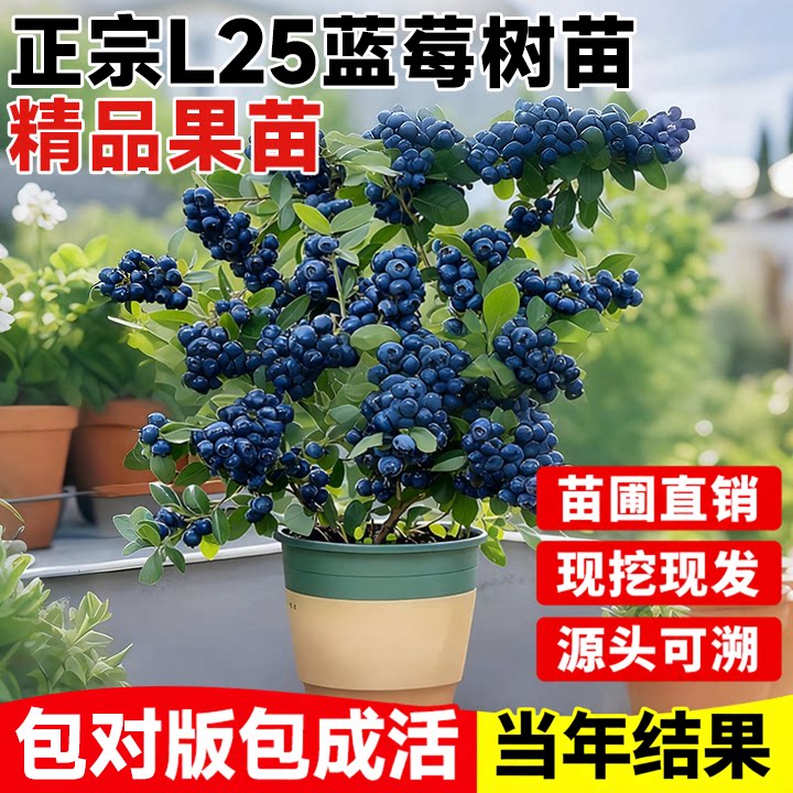 蓝莓树果苗盆栽正宗蓝莓树苗室内外阳台盆栽地栽全国可种当年结果