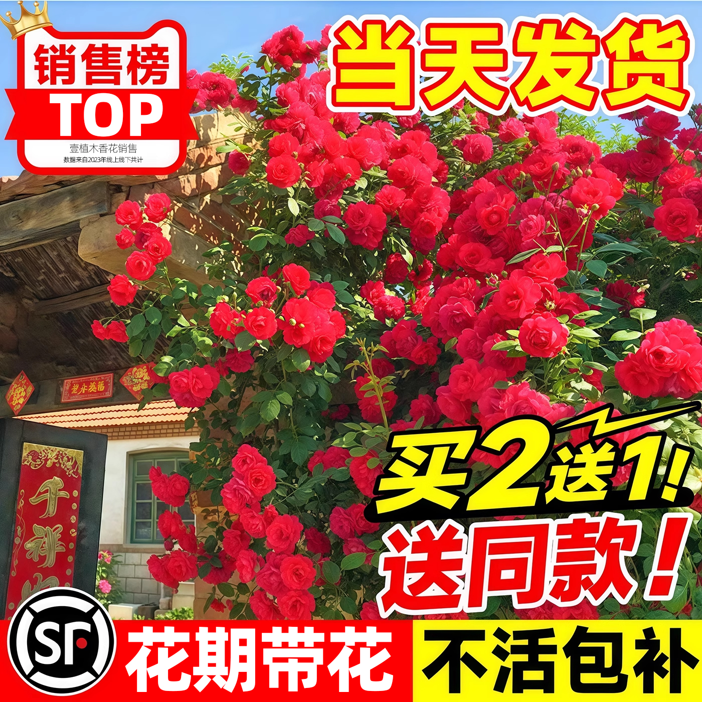 红木香花苗爬藤植物蔷薇黄白木香