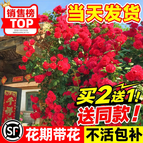 红木香花苗爬藤植物蔷薇黄白木香