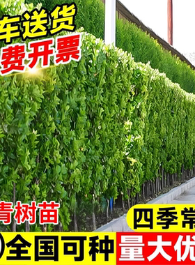 冬青树苗大叶北海道黄杨法国绿篱围墙篱笆墙庭院四季常青绿化植物