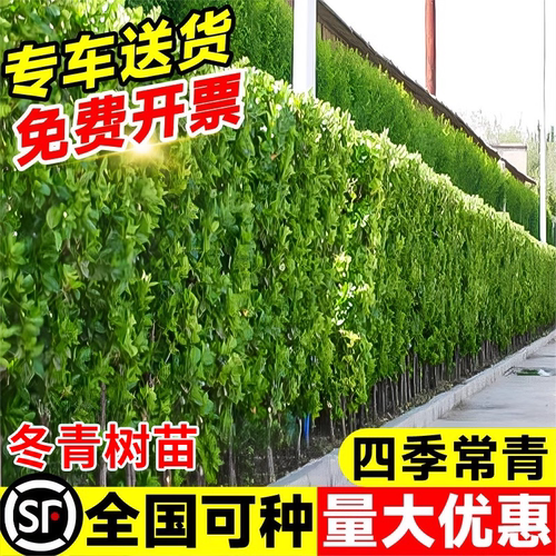 冬青树苗北海道黄杨四季常青植物