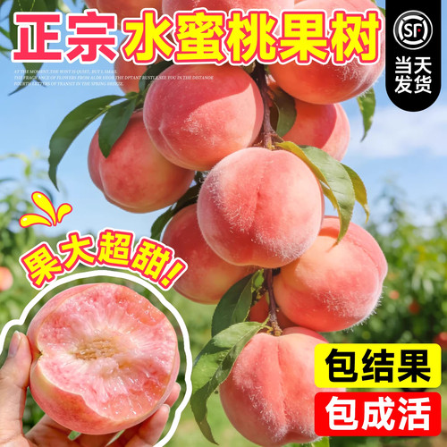正宗水蜜桃树果苗嫁接苗黄桃毛桃