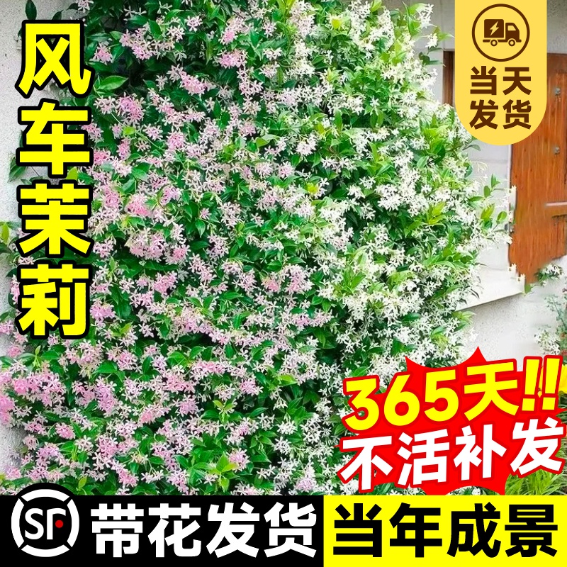 粉色风车茉莉爬藤植物大苗室外耐寒庭院花园造景四季开花花卉绿植