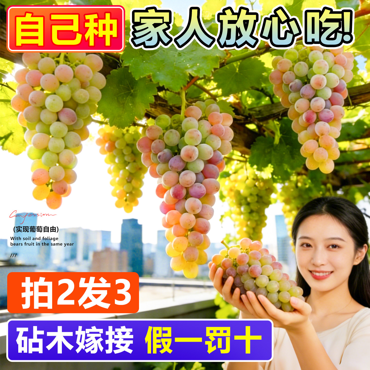 寒香蜜葡萄苗阳光玫瑰巨峰葡萄树果苗嫁接苗无籽南北方种植爬藤