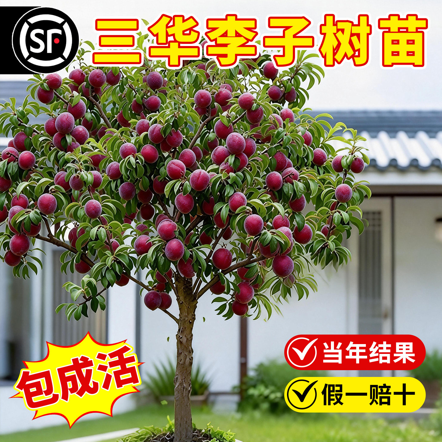 三华李子树苗蜂糖李嫁接特大李子苗庭院地栽盆栽当年结果南北可种,鲜花速递/花卉仿真/绿植园艺,果树,淘宝优惠券,粉丝福利购,淘宝优惠卷