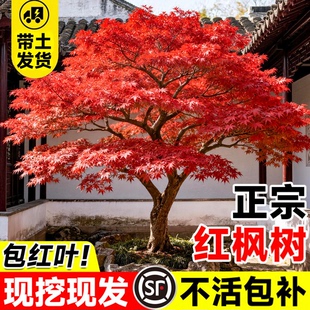 正宗红枫树苗四季红枫树苗庭院别墅室外园林公园绿化室外四季绿植