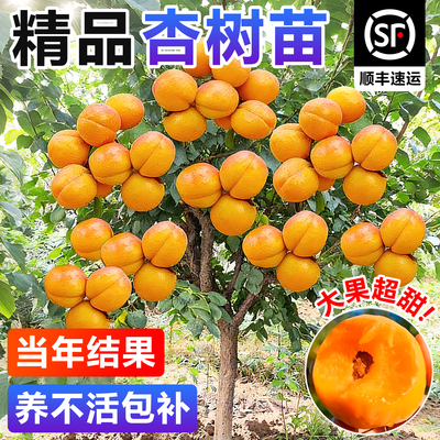 正宗杏树果苗特大杏树果苗种植