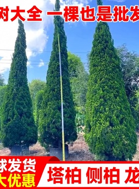 柏树树苗塔柏侧柏龙柏庭院行道风景大树园林工程绿化乔木四季常青