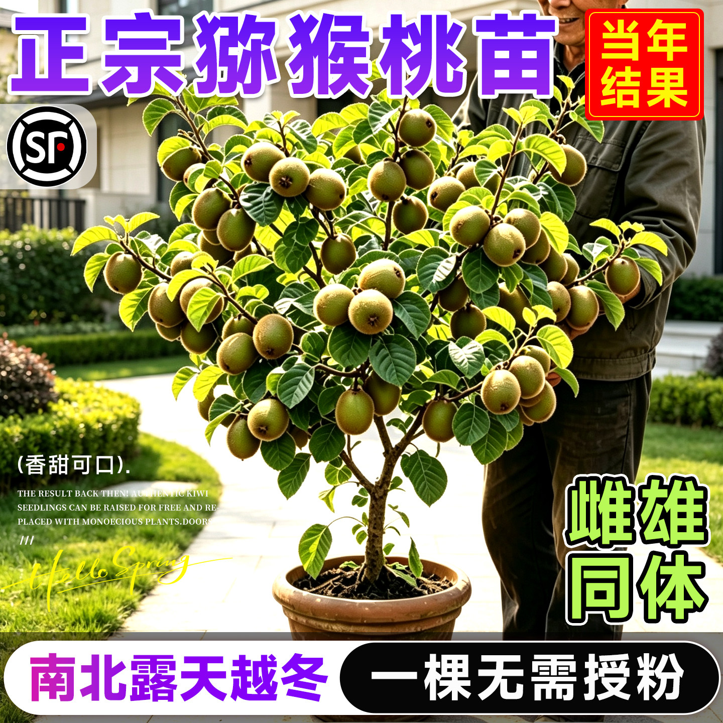 红心猕猴桃苗雌雄同株当年结果图片