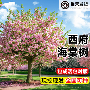 西府海棠树苗庭院耐寒植物四季开花室外地栽高杆垂丝海棠树苖果树