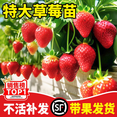 四季草莓苗盆栽带土带花带果