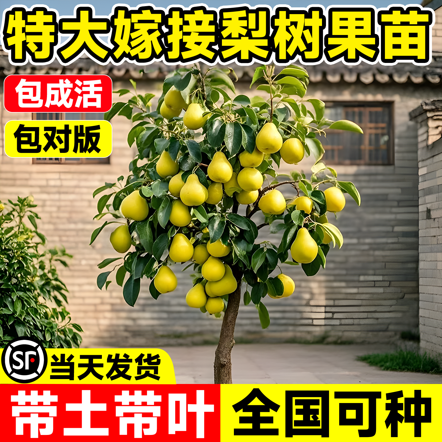 梨树果苗苹果梨树苗包成活包结果