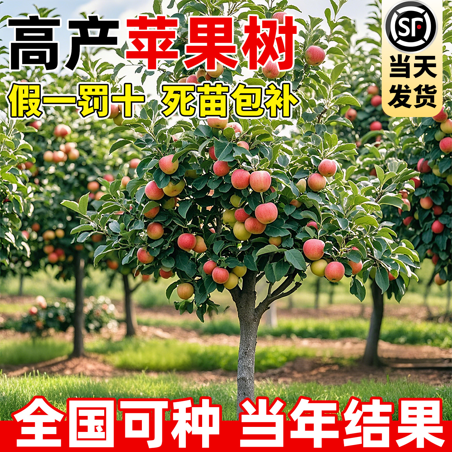 矮化盆栽苹果树果苗室内种植