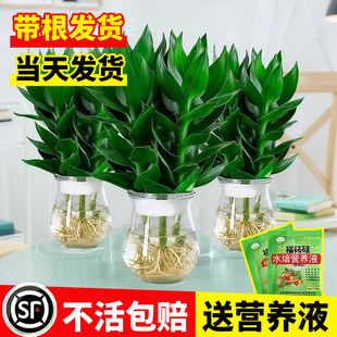 观音竹富贵竹水培带根植物花卉绿植室内盆栽玻璃花瓶竹子水养易活