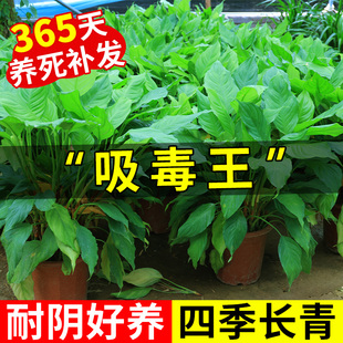万年青绿植客厅大盆栽大叶绿萝水培植物小四季 常青室内好养吸甲醛