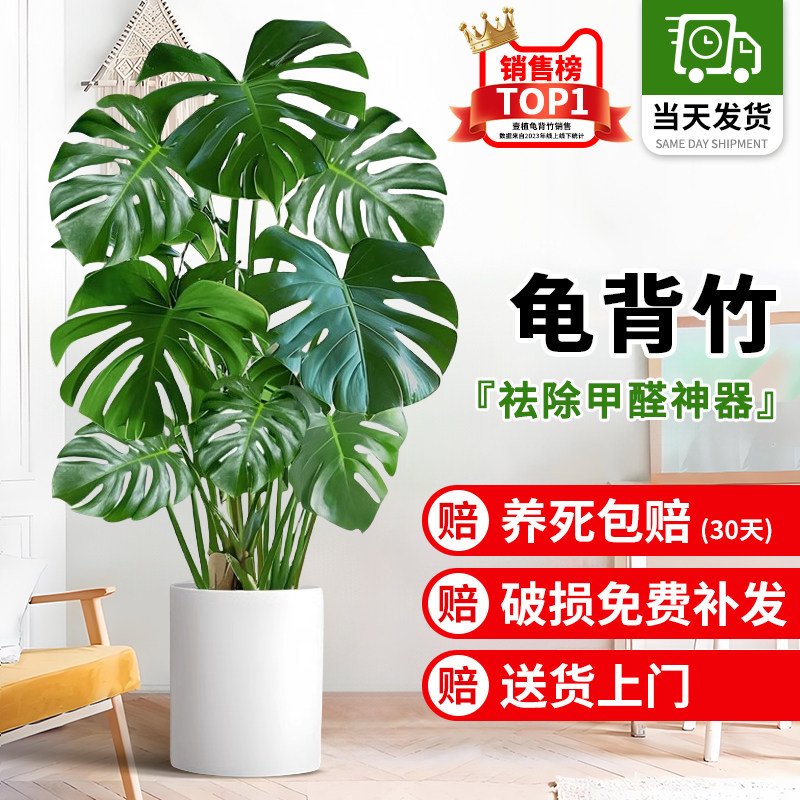 龟背竹客厅大盆栽室内净化空气老桩办公室落地盆景懒人四季好养活,鲜花速递/花卉仿真/绿植园艺,大型绿植/成品组合盆栽,淘宝优惠券,粉丝福利购,淘宝优惠卷