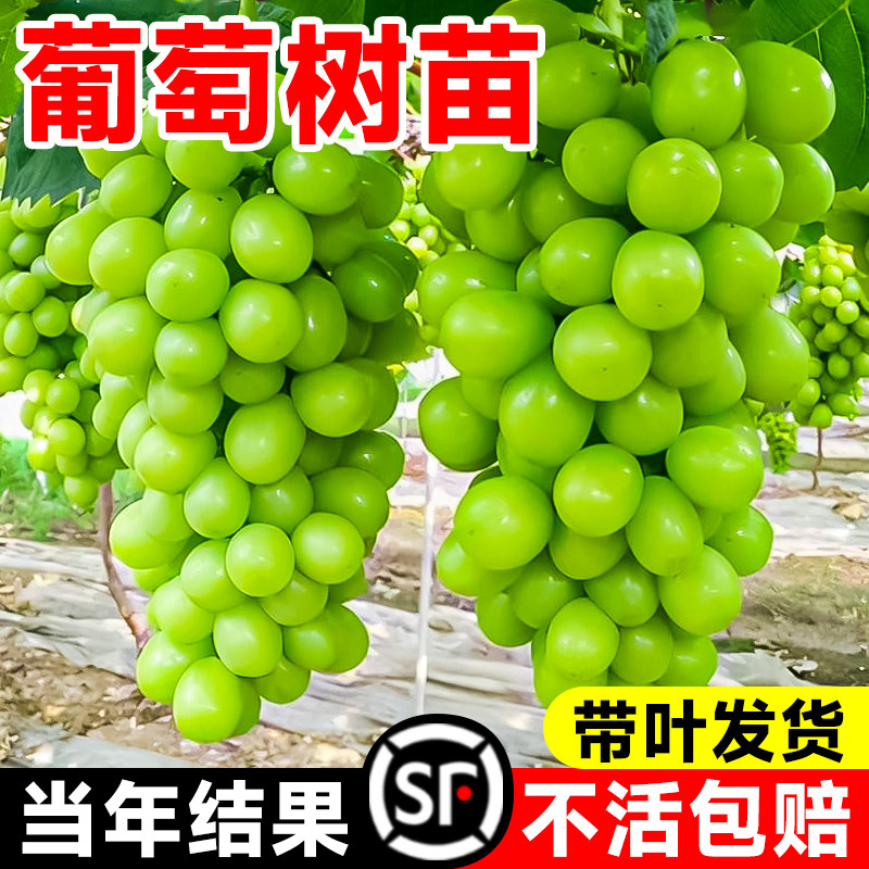 葡萄树苖阳光玫瑰巨峰晴王葡萄苗盆栽南北方种植巨藤老桩果树果苗