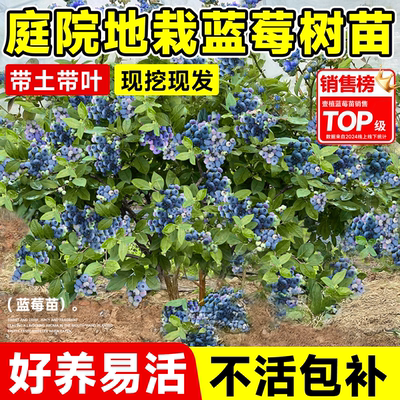 蓝莓树果苗盆栽南北种植当年结果