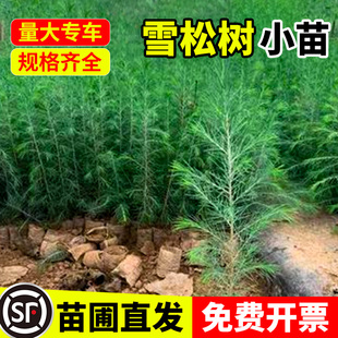 雪松树苗小苗大量庭院行道耐寒园林四季户外公园绿化四季常青树苗