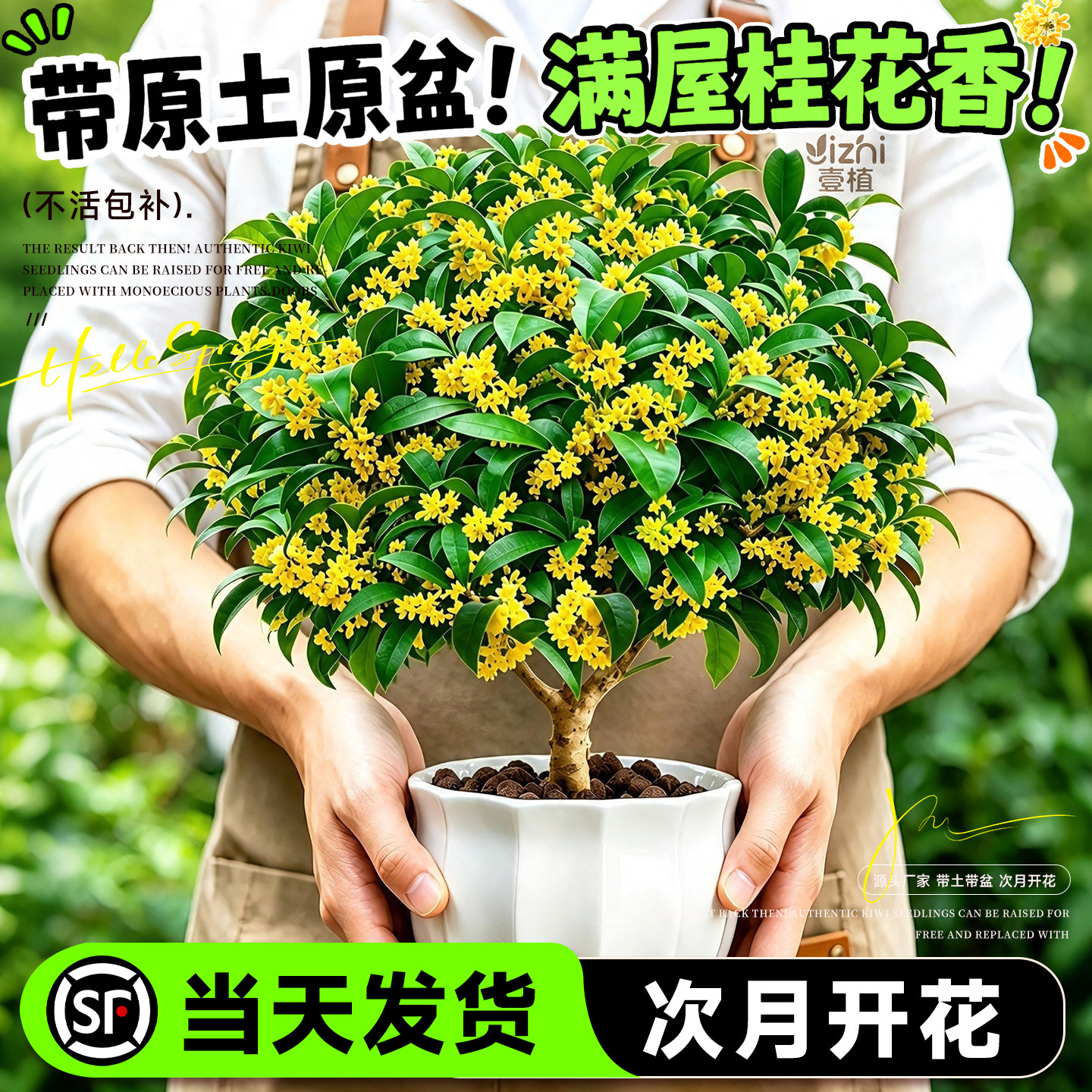 四季桂花树苗盆栽浓香型植物图片