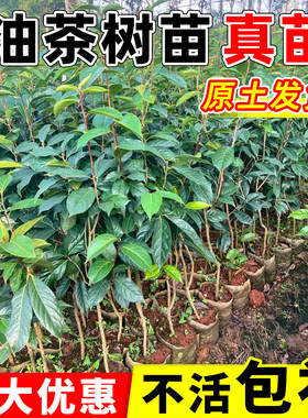 正宗油茶树苗批发高产软枝