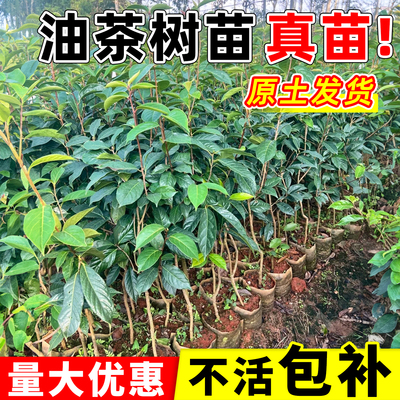 正宗油茶树苗批发高产软枝