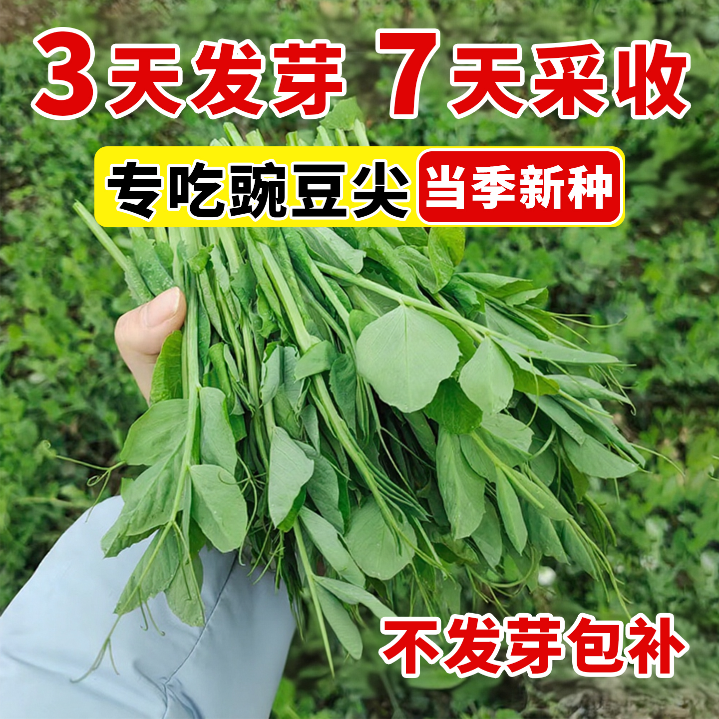 豌豆尖种子专吃豌豆尖鲜嫩高
