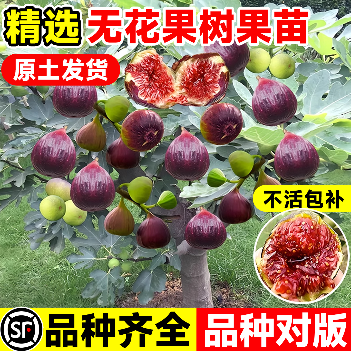 无花果树果苗特大果耐寒矮化盆栽
